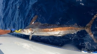 Up Above Adventures 8 Hour Yacht Charter - Galveston, Texas fishing Offshore 
