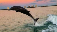 Reel1Up Fish & Dive Charters Boundless Fun: Private Combo Excursions in Bonita Springs, FL fishing Inshore 