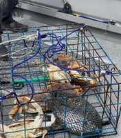 Big Bite Charters Garibaldi Crabbing | 5 Hour Trip fishing Inshore 