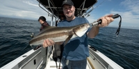 Wild mullet charters Fishing Charter Sarasota, FL fishing Inshore 
