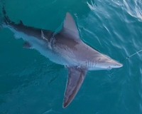 Playin' Hooky Charters Shark Fishing Florida fishing Offshore 