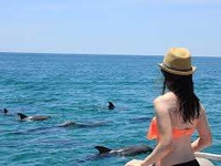 Charter Fishing Galveston Dolphin Tour Galveston | 3HRS Trip tours Scenic 