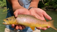 Lucky Strips Fly Co. Fishing Charters VA | 7HR River Fishing For 1 Person fishing River 
