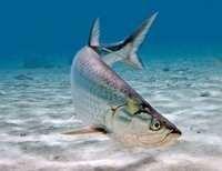 Florida Native Charters Everglade City Fishing Charters | 8 Hour Charter Trip  fishing BackCountry 