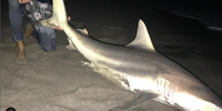 Reel Floridian Fishin Boca Raton - Shark Trips fishing Offshore 