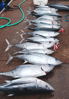 Dragon Slayer Charters Offshore Albacore Tuna | Full Day Shared Trip | Price Per Seat fishing Offshore 