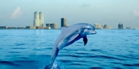 Southwest Sportfishing Dolphin Tours in Port Aransas | 1 Hour Trip tours Scenic 
