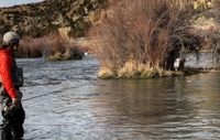 Desert Drifts Angling 4-Hour Wade Trip—Durango, CO fishing River 