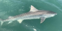 Swan Point Charters Fishing Trips Morehead City NC | Shark Fishing fishing Inshore 