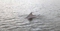 Beach Bum Charters Dolphin Tour Sarasota FL | 4 Hour Wildlife Tour tours Wildlife 