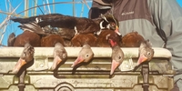 Fowl Attitude Outfitters Waterfowl Hunting Florida | Duck Hunting For 4 Hours hunting Bird hunting 