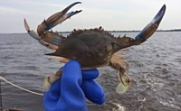Croatan Charters Manns Harbor, NC 2 hour Crabbing and Shrimping Trip (AM) fishing Inshore 