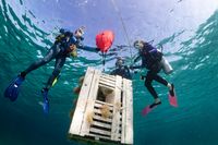 REEFfest Florida Keys Reef Cleanup Dive