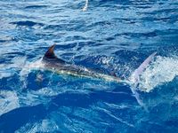 Full Day Offshore Fishing Trip