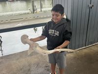 Galveston Fishing Charters | 6-Hour  Shark Fishing Seasonal Private Trip 