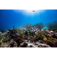 Florida Keys Scuba Diving Trips - Shallow Reef