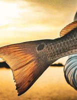 Calaveras Lake Fishing Guide | 4 Hour Charter Trip
