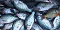 Clarks Hill Lake Crappie Fishing Charter