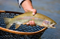 Half Day | 4 Hour Wade Fishing Trip | 1 Angler