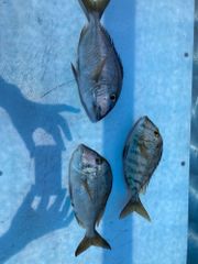 Atlantic Ocean catches
