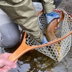 Hudson River catches