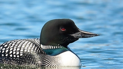 Darrel DeNune Nature Guide