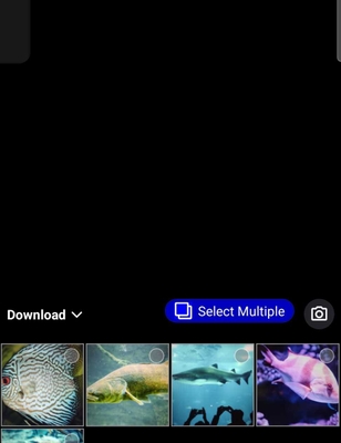 ABC fishing chatters