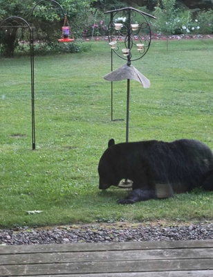 Duluth Superior Charter Fishing LLC