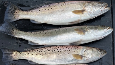 Wicked East Charters