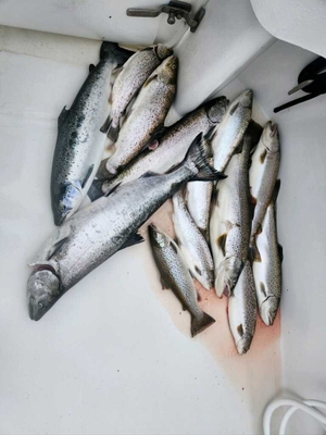 Kings Ransom Sportfishing