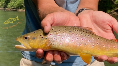 Lucky Strips Fly Co.