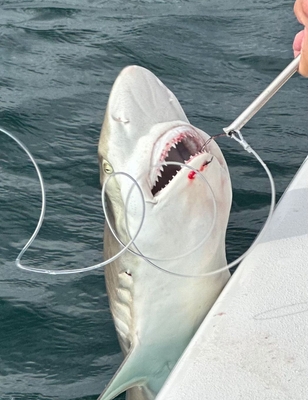 All 4 Chuck Fishing Charters