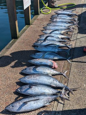 Tuna Charter – $425 Winchester Bay 
