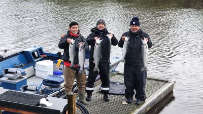 Silver Salmon Alaska