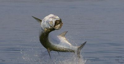 4-Hour Evening Tarpon & Shark Fishing Trip