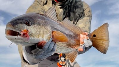 Florida Gulf Coast Inshore Fishing