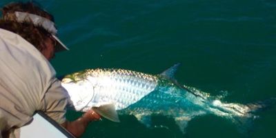 Islamorada fishing charter | 4 Hour Evening Tarpon and Shark Fishing Trip