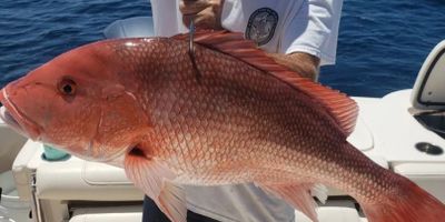 Fishing Charters FL | Private 8 Hour to 10 Hour Morning Red Snapper Hunt