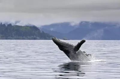 Juneau AK Whale Watching | 6-Hour Trip