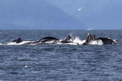 Whale Watching in Juneau AK | 8-Hour Trip