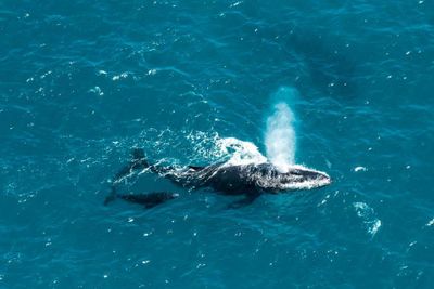 Whale Watching in Juneau | 4-Hour Trip