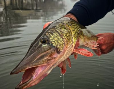 Chesapeake Bay Fishing Pickerel Fishing | 4 Hour Trip