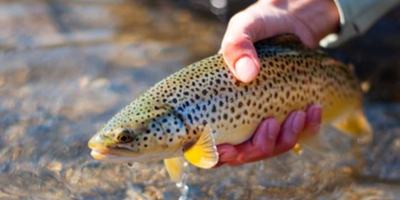 Bow River Fishing Charters | Seasonal Trips For 7-10 Hours