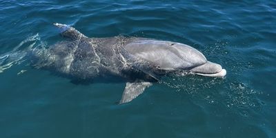 2-Hour Private Sunset & Dolphin Tour