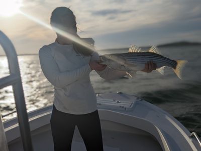 Weekday Evening Half Day Trip Striped Bass (Catch and Release)