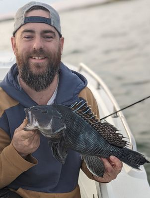 Spring Black Sea Bass Bottom Fishing