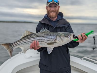 Weekend Trips Striped Bass(Catch and Release)