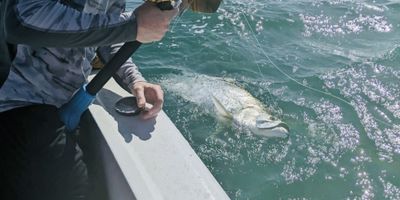 Tampa Fishing - 8 Hour Seasonal Family Fun Inshore Fishing Trip. 