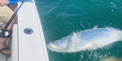 Tarpon Fishing Boca Grande - 4 Hour to 8 Hour Tarpon Excursions 