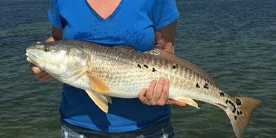 Fishing Trips Tampa	- 2 Hour  And 4 Hour Inshore Family Fun Trip